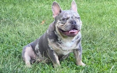 Before Buying a French Bulldog: The Perfect Checklist