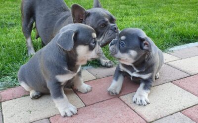 What is the process of buying a French bulldog?