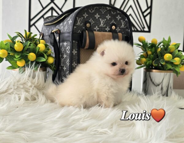 Louis - Image 2