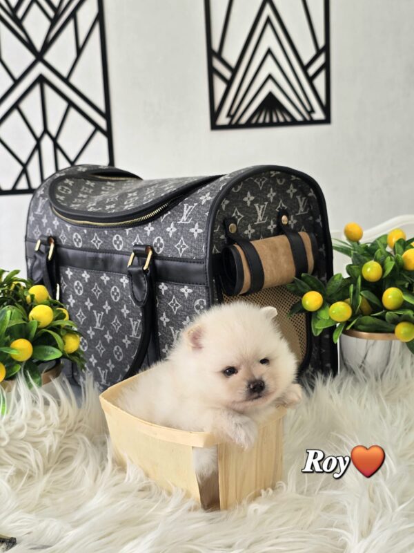 Roy - Image 3
