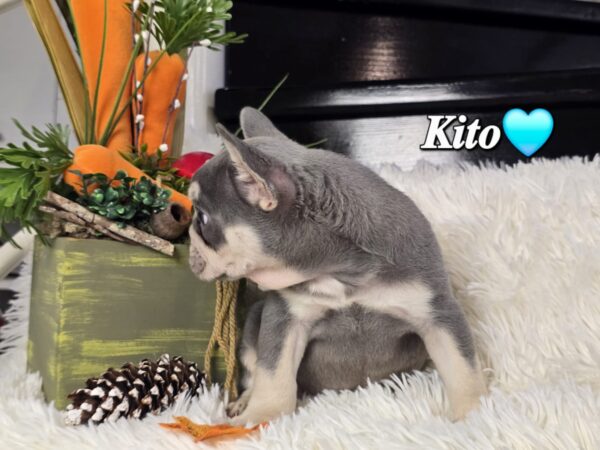 Kito - Image 4