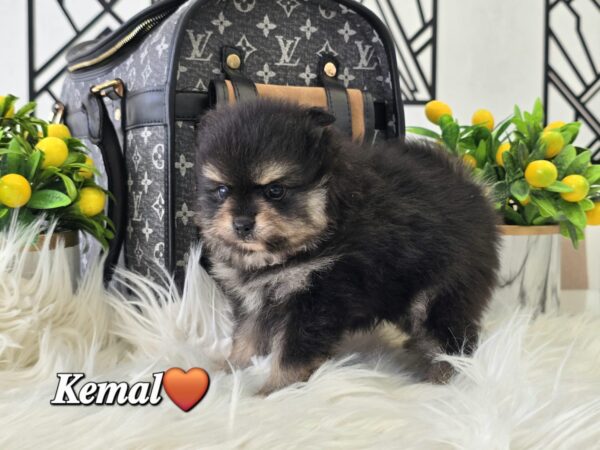 Kemal - Image 6