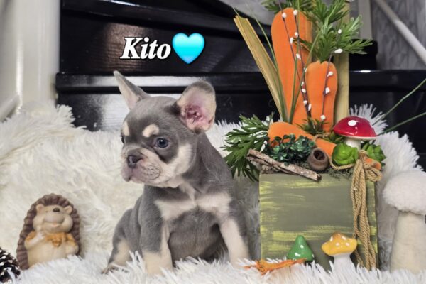 Kito - Image 6
