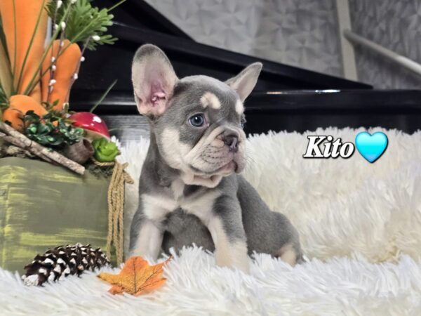 Kito - Image 5