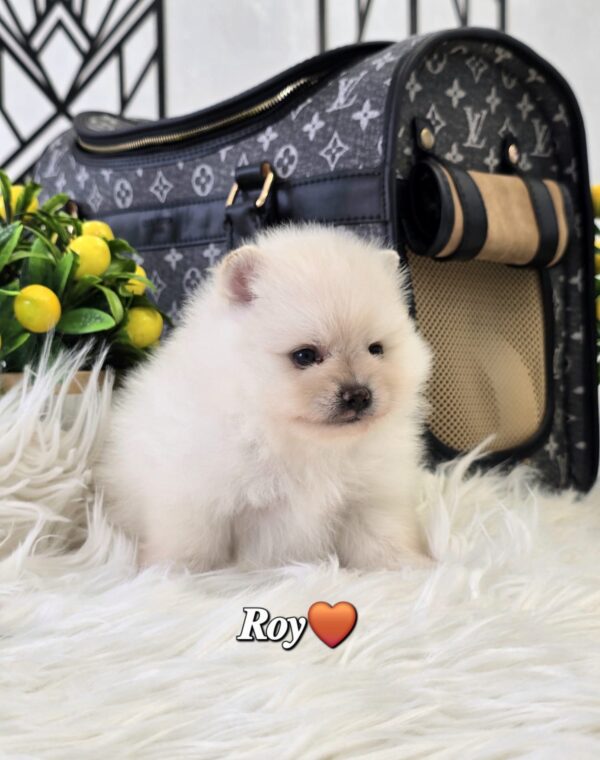 Roy - Image 4