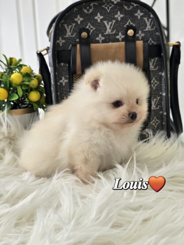 Louis - Image 6