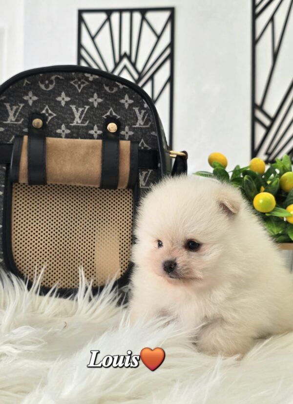Louis - Image 4