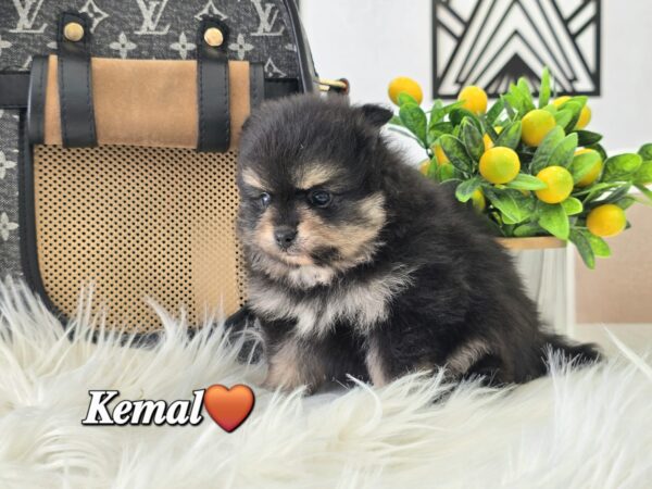 Kemal - Image 4