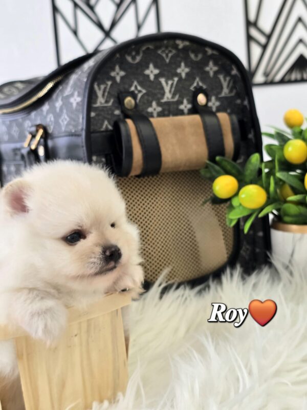 Roy - Image 2