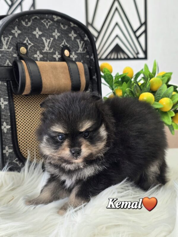 Kemal - Image 3