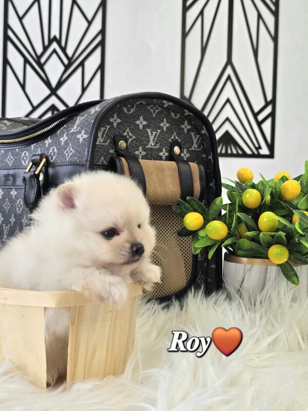 Roy - Image 6