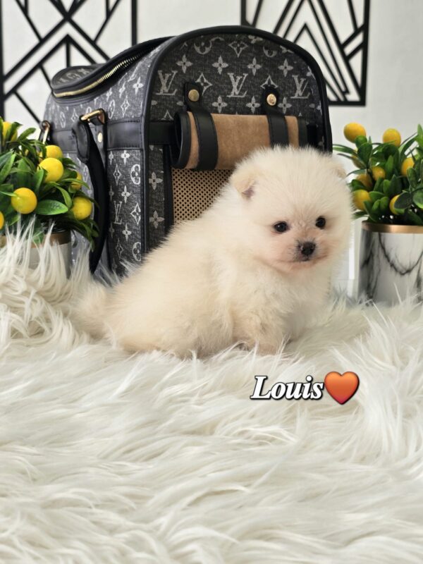 Louis