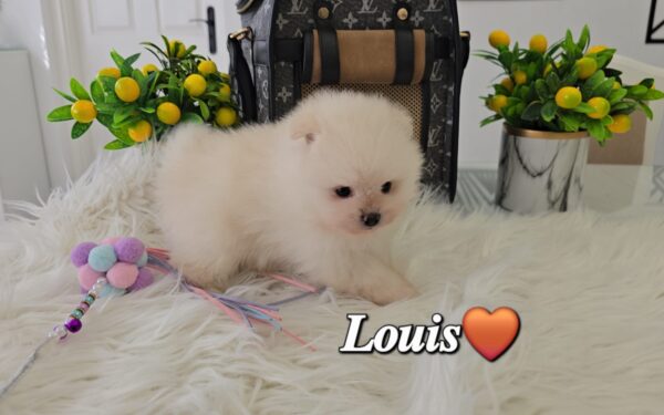 Louis - Image 3