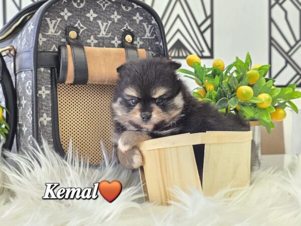 Kemal