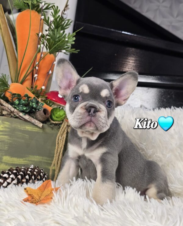 Kito
